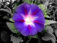 Morning Glory - Flying saucers